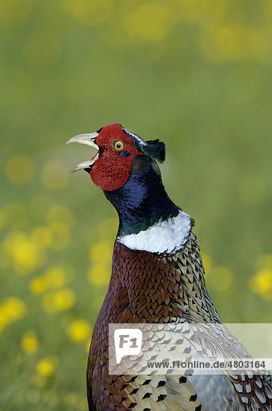 Fasan (Phasianus colchicus)  Altvogel  Männchen  beim Rufen  Portrait  Oxfordshire  England  Großbritannien  Europa