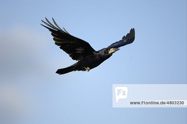 Saatkrähe (Corvus frugilegus)  Altvogel im Flug  Oxfordshire  England  Großbritannien  Europa