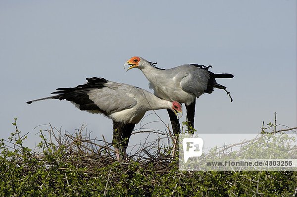 Sekretär (Sagittarius serpentarius)  Altvogel-Pärchen  beim Balzen auf Nest  Masai Mara  Kenia  Afrika