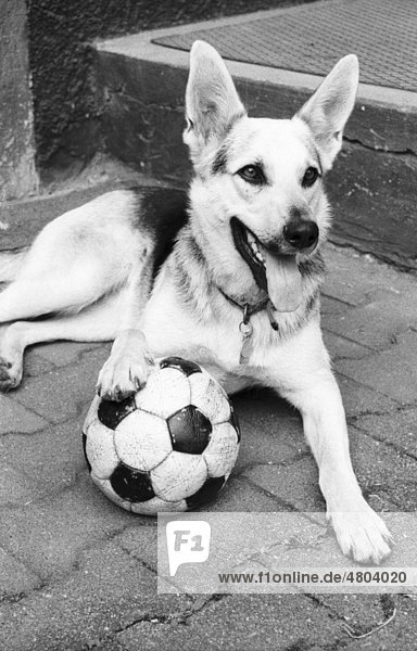 Dog and football