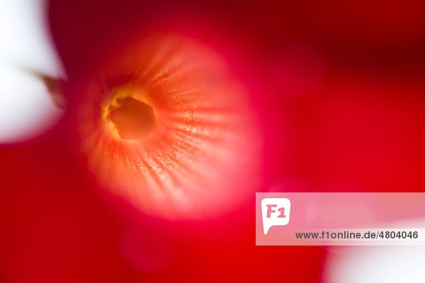 Red flower  abstract  macro