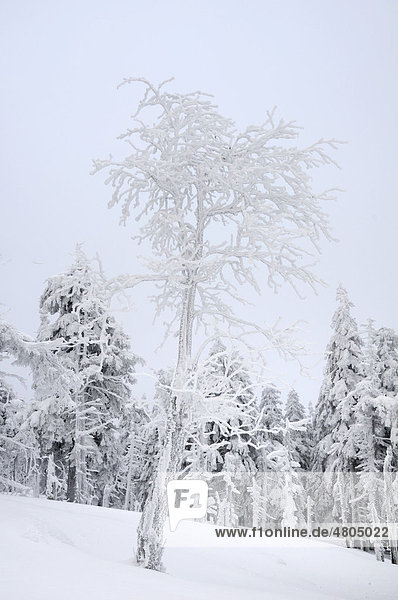 Mit Schnee und Raureif überzogener Baum auf dem Brocken im Nationalpark Hochharz  Sachsen Anhalt  Deutschland  Europa