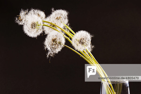 Pusteblumen  Löwenzahn (Taraxacum)  Blüten und Samen im Glas