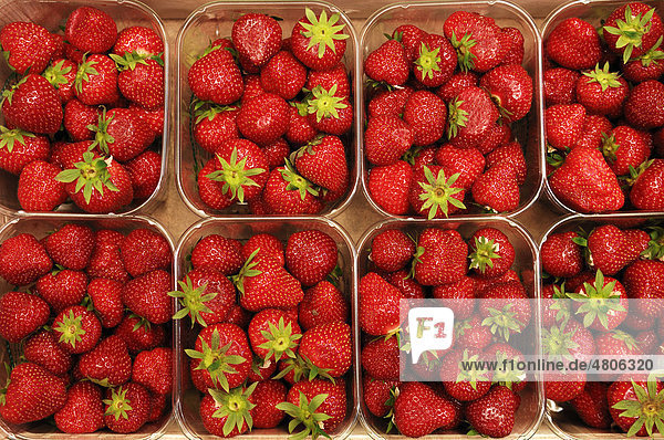 Erdbeeren (Fragaria)  portioniert in Kunststoffschalen