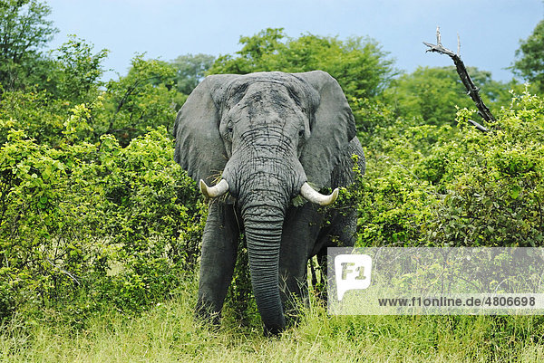 Elefant (Elephantidae  Loxodonta africana) beim Fressen  nahe Khwai River  Okavango-Delta  Botsuana  Afrika