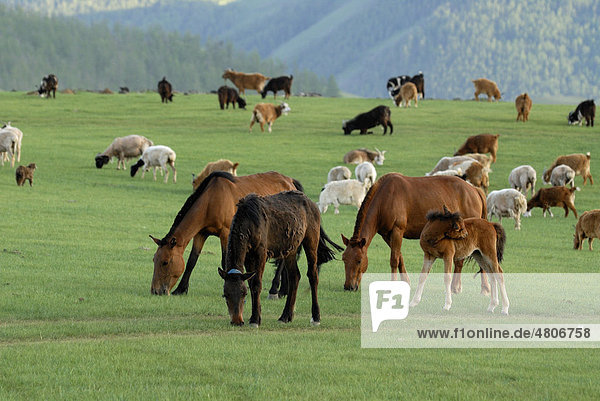 Grasland  Weidefläche mit weidenden Schafen  Ziegen und Pferden mit Fohlen am Orkhon Wasserfall  Orkhon Khürkhree  Kharkhorin  Övörkhangai Aimak  Mongolei  Asien
