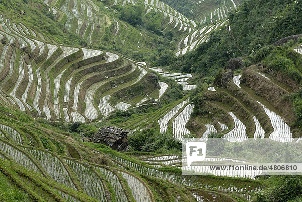 Weltberühmte Reisterrassen von Longji Rückgrat des Drachen oder Wirbel des Drachen zum Nassreisanbau  Dazhai  Ping'an  Guilin  Longsheng  Guangxi  China  Asien