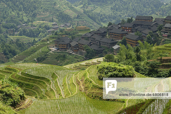 Weltberühmte Reisterrassen von Longji Rückgrat des Drachen oder Wirbel des Drachen zum Nassreisanbau vor dem Yiao Dorf Dazhai  Dazhai  Ping'an  Guilin  Longsheng  Guangxi  China  Asien