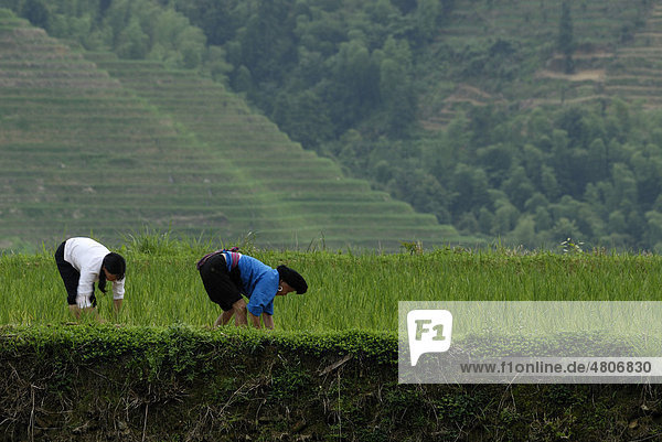 Zwei Frauen der Yiao Minderheit arbeiten in einem Reisfeld in den weltberühmten Reisterrassen von Longji Rückgrat des Drachen oder Wirbel des Drachen zum Nassreisanbau  Dazhai  Ping'an  Guilin  Longsheng  Guangxi  China  Asien