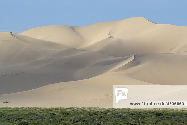 Saftig grüne Graslandschaft vor den großen Sanddünen Khorgoryn Els in der Wüste Gobi  Gurvan Saikhan Nationalpark  Ömnögov Aimak  Mongolei  Asien