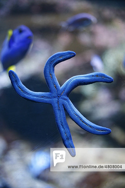 Blue Sea Star (Linckia laevigata) in the Sydney Aquarium  Sydney  New South Wales  Australia