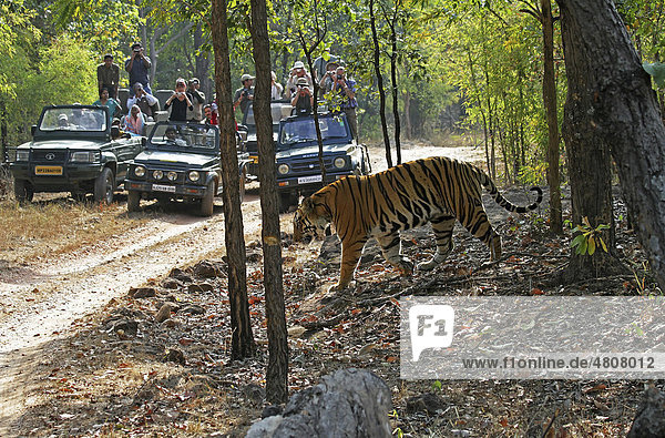 Tiger (Panthera tigris)  and tourists  Bandhavgarh National Park  Madhya Pradesh  India  Asia