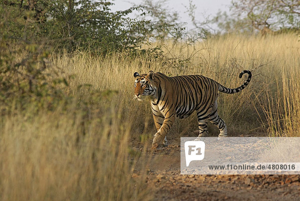 Tiger (Panthera tigris) geht durch hohes Gras Ranthambore Nationalpark Rajasthan Indien Asien
