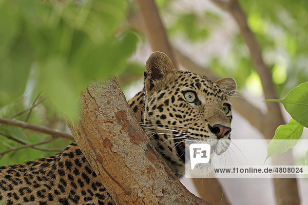 Leopard (Panthera Pardus) auf einem Baum  Ranthambore Nationalpark  Rajasthan  Indien  Asien