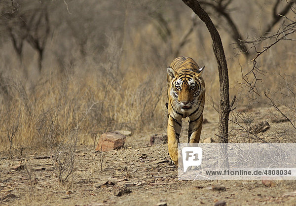 Tiger (Panthera tigris) in trockener Umgebung Lebensraum Ranthambhore National Park Indien Asien