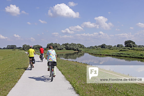 Cyclists on the Elbe river cycle path  near Stiepelse  Landkreis Lueneburg district  Lower Saxony  Northern Germany  Germany  Europe