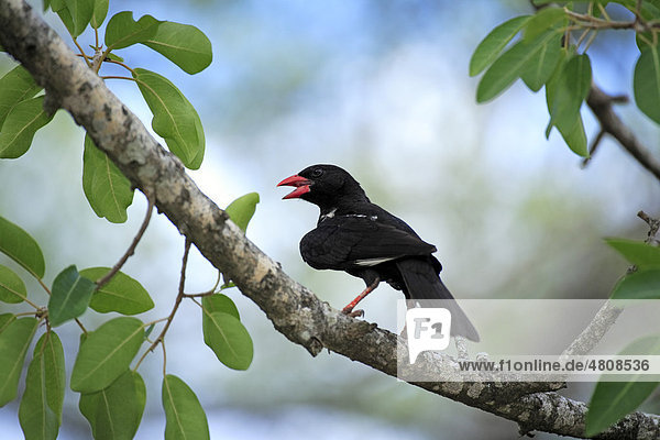 Büffelweber (Bubalornis niger)  Altvogel auf Baum  Krüger-Nationalpark  Südafrika  Afrika