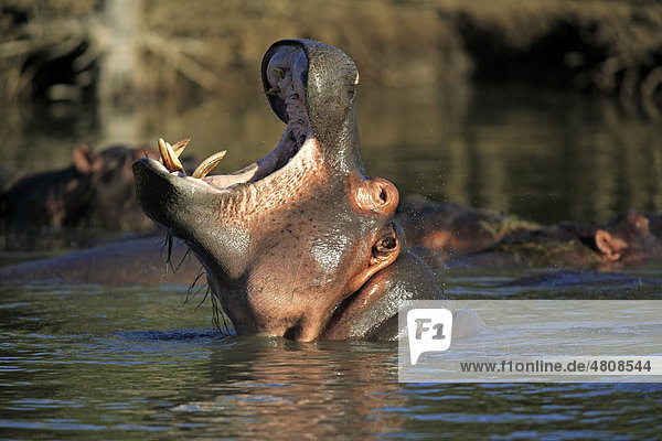 Flusspferd (Hippopatamus amphibius)  Alttier im Wasser  gähnend  drohend  St. Lucia Wetland Park  Südafrika  Afrika