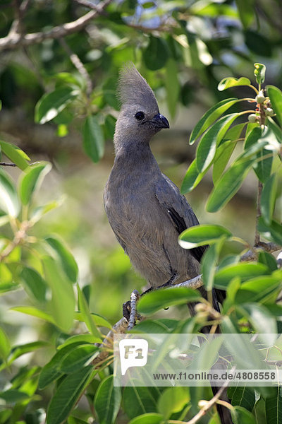 Grauer Lärmvogel (Corythaixoides concolor)  Altvogel auf Baum  Krüger-Nationalpark  Südafrika  Afrika
