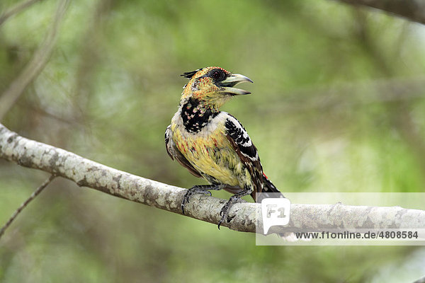 Haubenbartvogel (Trachyphonus vaillantii)  Altvogel im Baum  Krüger Nationalpark  Südafrika  Afrika