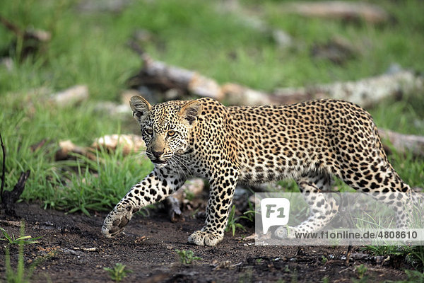 Leopard (Panthera pardus)  Jungtier  pirschend  Sabisabi Private Game Reserve  Krüger Nationalpark  Südafrika  Afrika