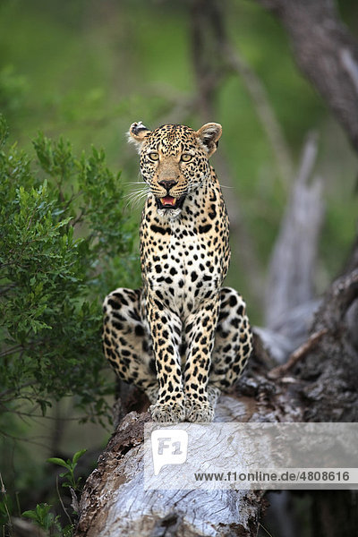 Leopard (Panthera pardus)  Alttier auf Baum  Sabisabi Private Game Reserve  Krüger Nationalpark  Südafrika  Afrika