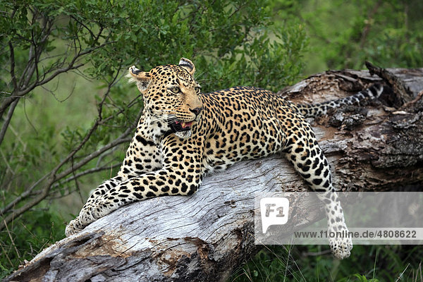 Leopard (Panthera pardus)  Alttier ruht auf Baum  Sabisabi Private Game Reserve  Krüger Nationalpark  Südafrika  Afrika