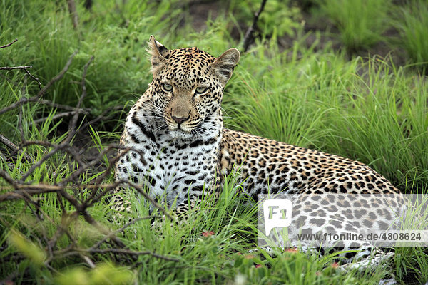 Leopard (Panthera pardus)  ruhendes Alttier  Sabisabi Private Game Reserve  Krüger Nationalpark  Südafrika  Afrika