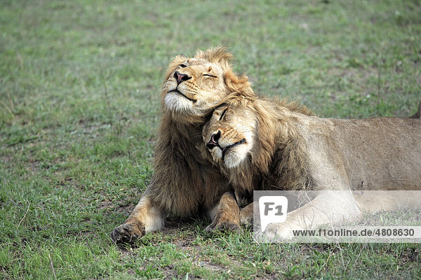 Afrikanischer Löwe (Panthera leo)  zwei ruhende männliche Alttier  Sozialverhalten  Sabisabi Private Game Reserve  Krüger Nationalpark  Südafrika  Afrika