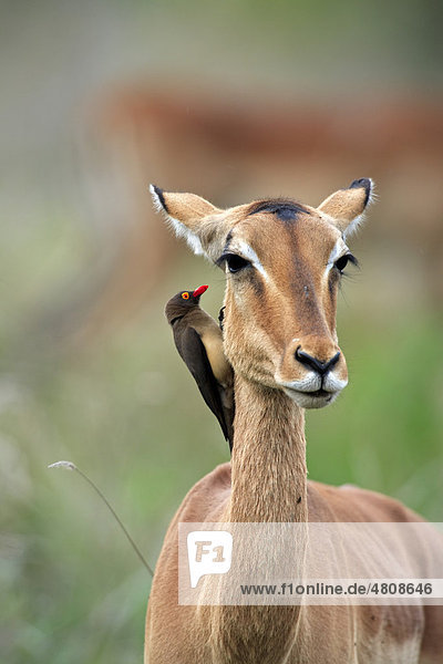 Rotschnabel-Madenhacker (Buphagus erythrorhynchus)  Altvogel auf Schwarzfersen Antilope oder Impala (Aepyceros melampus)  Symbiose  Krüger Nationalpark  Südafrika  Afrika