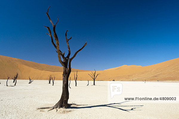 Abgestorbene Akazie im Dead Vlei in Sossusvlei im Naukluft Park  Namib-Wüste  Namibia  Afrika