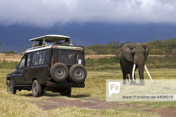 Touristen beobachten einen afrikanischen Elefanten (Loxodonta africana) im Ngorongoro Krater  UNESCO-Weltkulturerbe  Tansania  Afrika