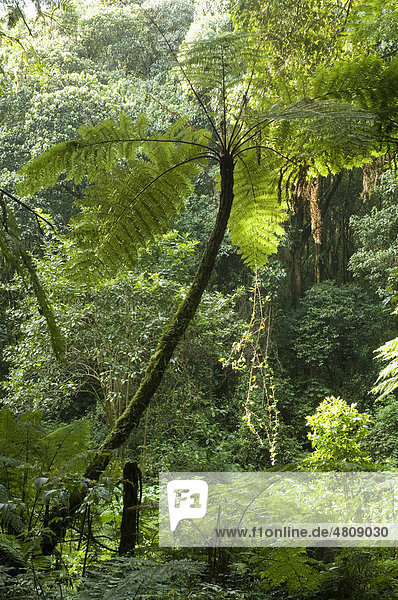 Baumfarne (Cyathea manniana) im Wald am Kilimanjaro  Tansania  Afrika