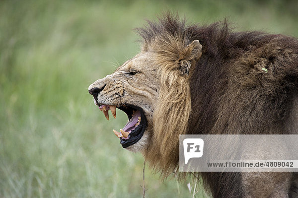 Male Lion (Panthera leo)  yawning  Hlane Royal National Park  Swaziland  Africa