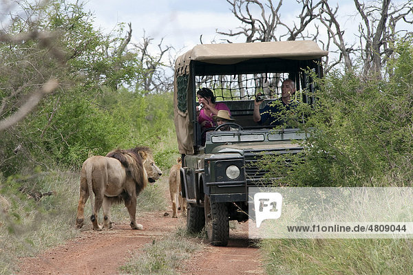Group of lions (Panthera leo) walking past a safari vehicle  Hlane Royal National Park  Swaziland  Africa