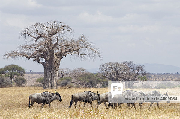 Gnus (Connochaetes taurinus) wandern Tarangire-Nationalpark Tansania Afrika