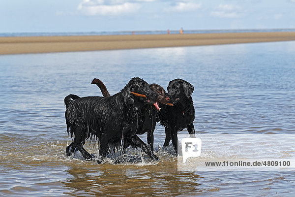 Drei Retriever  ein Flat Coated Retriever  links  und zwei Labrador Retriever apportieren gemeinsam einen Stock aus dem Wasser am Hundestrand