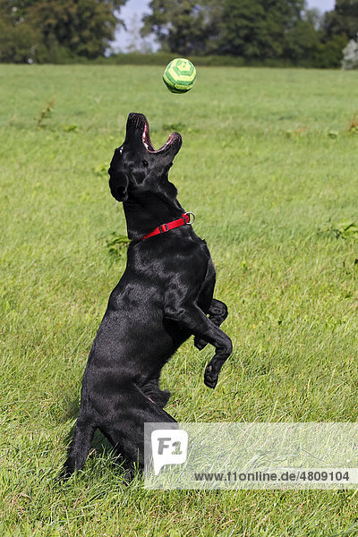 Schwarzer Labrador Retriever (Canis lupus familiaris) springt nach Ball Junghund Rüde