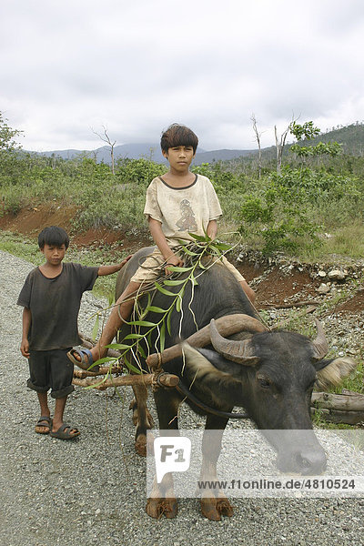 Zwei Jungen  ein Junge reitet auf einem Asiatischen Büffel (Bubalus bubalus)  mit gesammelten Orchideen aus dem Wald  Philippinen  Südostasien  Europa