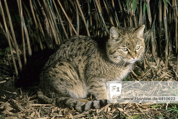 Asiatische Wildkatze oder Steppenkatze (Felis silvestris ornata), Männchen, Pakistan, Südasien