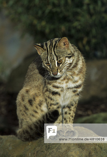 Leopard-Katze (Prionailurus bengalensis euptailurus)  sitzend  Ostsibirien