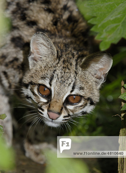 Tigerkatze oder Ozelotkatze (Leopardus tigrinus)  Alttier  Porträt