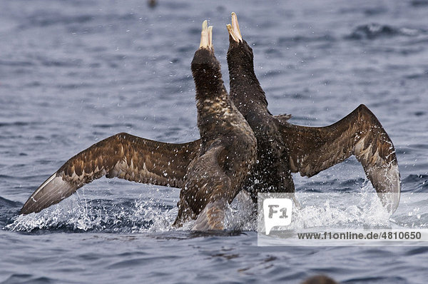 Hall-Sturmvogel oder Nördlicher Riesensturmvogel (Macronectes halli)  zwei Altvögel beim Streit über Fischabfälle von einem Fischerboot  Kaikoura  Südinsel  Neuseeland