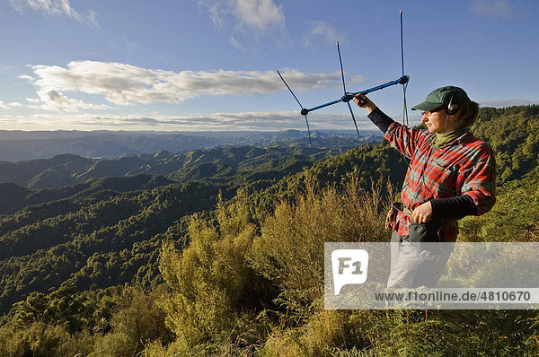 North Island Brown Kiwi (Apteryx mantelli) conservation program  radio tracking  Waimarino Forest  Raetihi  North island  New Zealand