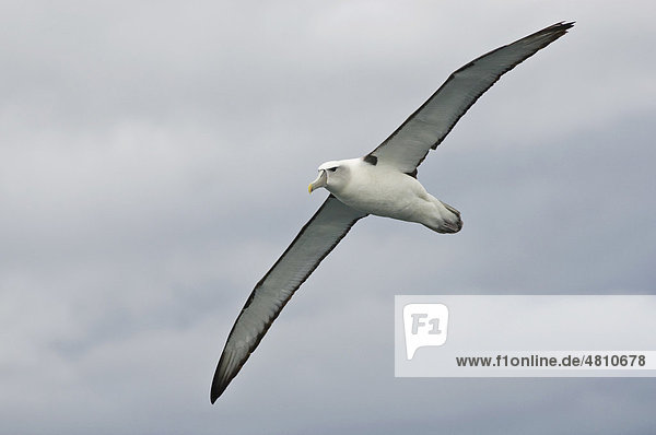 Neuseeländischer Albatros oder Weißkappenalbatros (Thalassarche steadi)  im Flug über das Meer  Kaikoura  Südinsel  Neuseeland