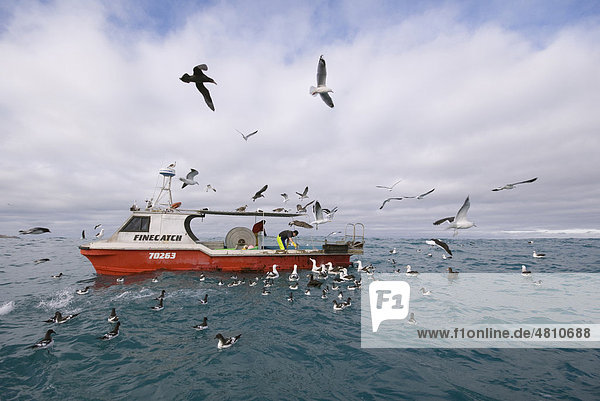 Gibson's Antipoden-Albatrosse (Diomedea antipodensis gibsoni)  mit Kapsturmvögeln beim Fressen von Fischabfall von einem Fischerboot  Kaikoura  Südinsel  Neuseeland