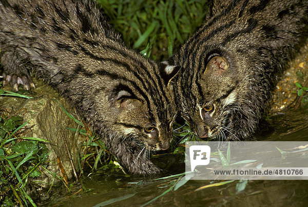Fischkatze (Felis viverrina)  junge Katzen am Ufer beim Fischen  nasses Fell
