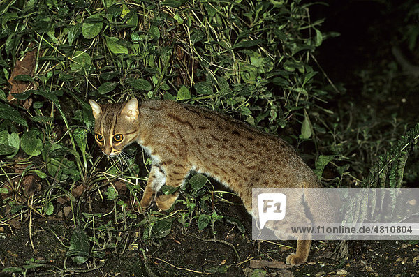 Rusty-spotted Cat (Felis rubiginosus)  adult male  standing amongst vegetation