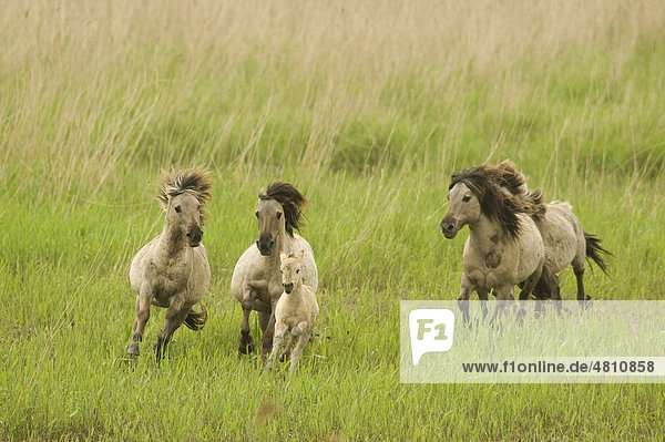 Konik Pony oder Kleinpferd (Equus ferus caballus)  Hengste  stehen im Wettbewerb miteinander um eine Stute  die gerade gefholt hat  Rossigkeit  im Feuchtgebiet  Oostvaardersplassen  Niederland  Europa