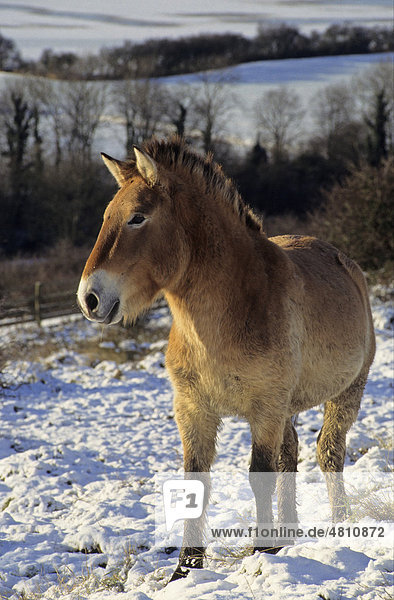 Przewalski-Pferd  Asiatisches Wildpferd oder Mongolisches Wildpferd (Equus ferus przewalskii)  Männchen oder Hengst im Schnee  in Gefangenschaft